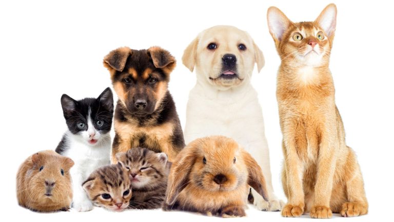 Pets in Rentals – What’s Changed in NSW?